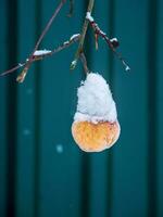 congelato rosso Mela quello rimasto su il albero siamo coperto con un' strato di neve nel il inverno mesi. acuto gelate, improvviso inverno, difficile volte concetto. verticale Visualizza. foto