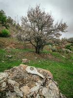 mucca cranio su il pietra nel drammatico primavera giardino. cattivo sensazione, scelta di sentiero concetto. foto