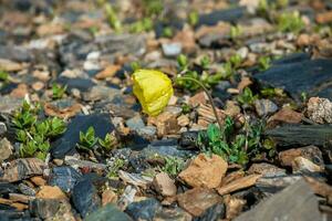 uno giallo papavero nel rugiada piegato al di sopra di il terra nel il presto mattina alto nel il montagne. foto