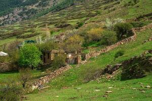 fioritura montagna giardino nel primavera. montagna villaggio nel primavera verde. pittoresco etnico case su un' montagna pendenza. daghestan. foto