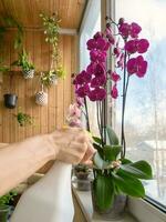 spruzzare, irrigazione orchidee. pianta cura orchidee. trattamento di impianti contro malattie e parassiti. foto