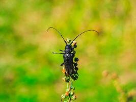 naturale sfondo con un' coleottero. un' nero barbiglio scarafaggio striscia lungo il stelo di un' pianta su verde sfondo. foto