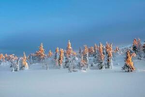 d'oro mattina leggero su innevato abete alberi. artico duro natura. mistico Fata racconto di il inverno brina foresta. alba settentrionale minimalista naturale sfondo. foto