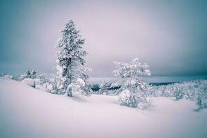 inverno blu-rosa minimalista settentrionale sfondo con alberi intonacato con neve contro un' buio drammatico cielo. artico duro natura. mistico Fata racconto di il inverno nebbioso foresta. foto
