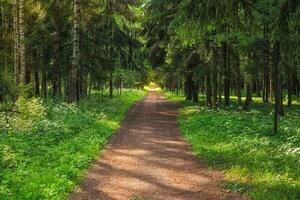 vicolo nel il verde parco foto