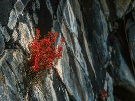 autunno rosso arbusto cresce a partire dal un' crepa nel il pietre. il volontà per vivere concetto. vicino su, copia spazio. foto