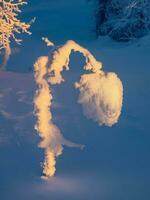 un ghiaccio fiore, un' freddo naturale inverno sfondo con un' piegato innevato albero. verticale Visualizza. foto