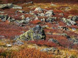 rosso pietra prato, minerali sparpagliato su il campo. minimalista panoramico autunno paesaggio con muschioso pietre nel d'oro luce del sole nel montagne. autunno minimalismo nel montagne. foto