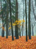 nebbioso mattina foresta con d'oro autunno ramo albero. bellissimo autunno nebbioso paesaggio con alberi. foto