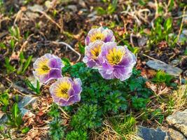 macro di viola globo-fiore a il piede di il altai montagne su un' soleggiato estate giorno. foto