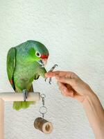 un' grande verde amazon pappagallo dà un' zampa. reinserimento di uccelli, formazione di pappagalli. foto