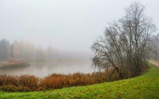 nebbioso autunno paesaggio con spoglio albero su il riva di un vecchio stagno. pesante nebbia al di sopra di il lago. autunno mattina. panoramico Visualizza. foto