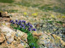 selettivo messa a fuoco. sfondo di montagna viola fiori. lussureggiante viola fiori cespugli dracocephalum imberbe, copia spazio. foto