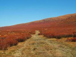 escursioni a piedi strada attraverso il autunno montagna altopiano. ruvido sporco strada principale attraverso arancia autunno i campi in montagne. montagna altopiano con un' nano betulla di il rosso colore di il illuminata dal sole versante di montagna. foto