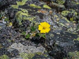 piccolo giallo fiore radice di sangue potentilla wrangelii cresce a partire dal un' pietra. il volontà per vivere concetto. foto