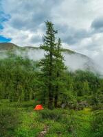 vivido arancia tenda sotto conifera albero su estate piovoso foresta. tenda sotto albero nel conifero foresta su collinare. panoramico montagna escursioni a piedi nel estate. foto