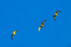 volante gabbiani uccelli con blu cielo sfondo nuvole nel Messico. foto