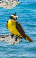 grande kiskadee seduta su metallo ringhiera a tropicale caraibico mare. foto