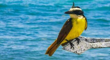 grande kiskadee seduta su metallo ringhiera a tropicale caraibico mare. foto