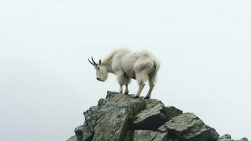 un' fotografia di un animale in piedi di fronte di un' bianca colore sfondo, generativo ai foto