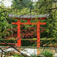 decorativo giapponese stile cancelli nel il parco, arboreto sochi Russia. sfondo albero rami con giovane primavera fogliame nel il pioggia. il paesaggio, tropicale clima foto