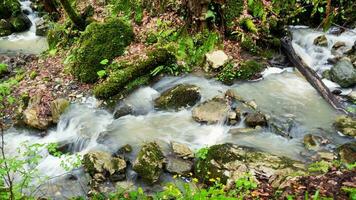 montagna cascata, il acqua di un' montagna fiume flussi fra massi coperto di vegetazione con muschio. natura sfondo. foto