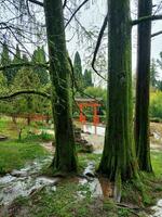 vecchio tronchi alberi, coperto con muschio nel il giapponese giardino di il arboreto di sochi, Russia. foto