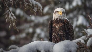 selvaggio Calvo aquila posatoi su nevoso albero ramo generato di ai foto