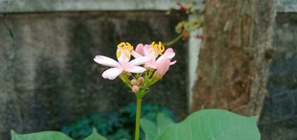 rosa jatropha intero fiore foto