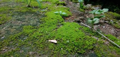 verde muschio su suolo e rocce foto