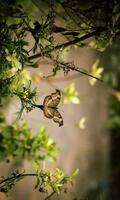 fioritura bellissimo fiore nel il giardino foto