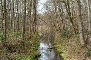 mattina nel il nebbioso foresta foto