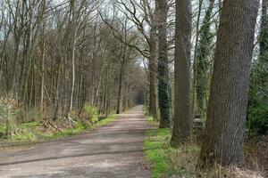 mattina nel il nebbioso foresta foto