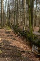 mattina nel il nebbioso foresta foto