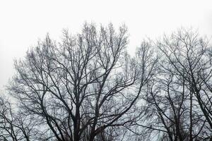 alberi nel il piovoso cielo foto