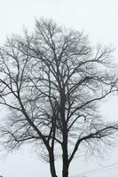 alberi nel il piovoso cielo foto