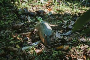 armadillo sniffare terra circondato con secco le foglie nel parco su soleggiato giorno foto