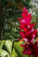 rosso Zenzero fiori in crescita su impianti a tropicale foresta nel costa rica foto
