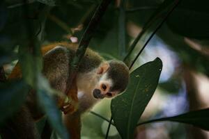 dalla testa bianca cappuccino, nero scimmia seduta su albero ramo nel il buio tropicale foresta. foto
