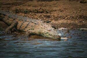 un americano coccodrillo Soli si su un' fiume banca nel costa rica foto