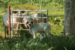 brahman mucche e vitello in piedi su erboso paesaggio a azienda agricola nel costa rica foto