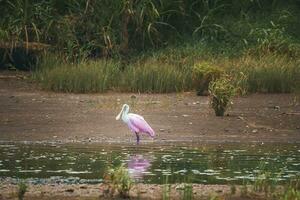 roseo spatola perching a sponde del lago nel foresta a costa rica foto