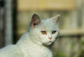 carino persiano puro bianca gatto è in posa nel il casa giardino foto