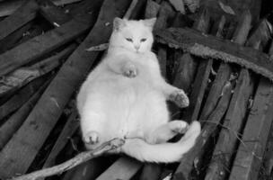 carino gattino è in posa nel il casa giardino foto