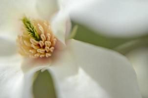 fiore di magnolia bianca da vicino foto