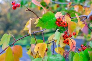 bacche rosse e foglie di biancospino sullo sfondo naturale di autunno dell'albero foto