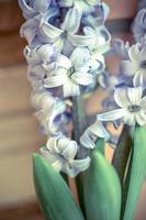 due delft blue lily hyacinthus orientalis liliaceae