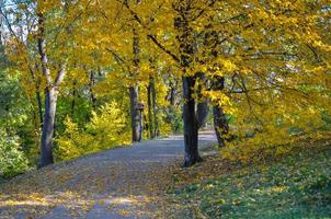 bellissimo vicolo romantico in un parco con alberi colorati gialli e luce solare foto