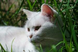 carino bianca gatto è rilassante su erba, a casa giardino foto