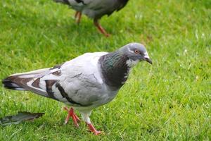 piccione che cammina sull'erba